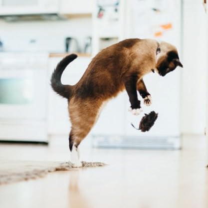 P.L.A.Y. Cute Plush Cat Toys - Feline Frenzy Animal Critter Themed Catnip Filled Toy, Great for Adult Cats and Kittens - Machine Washable, Recycled Materials, Crinkles (Catch a Meowse, Set of 2)