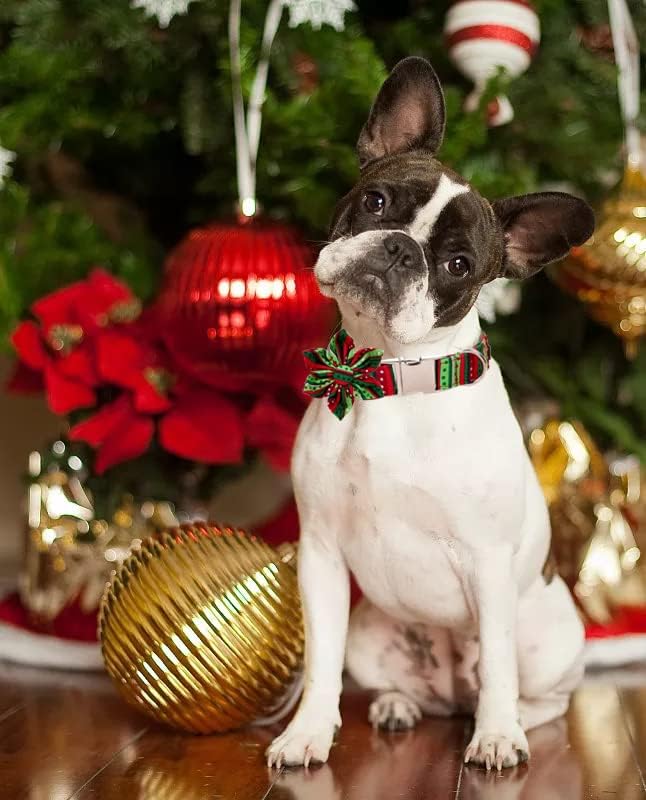 Lionet Paws Christmas Dog Collar with Flower, Dog Flower Collar with Metal Buckle for Dogs, Adjustable Comfortable Dog Collar Girl Gift, XL, Neck 16-26 in