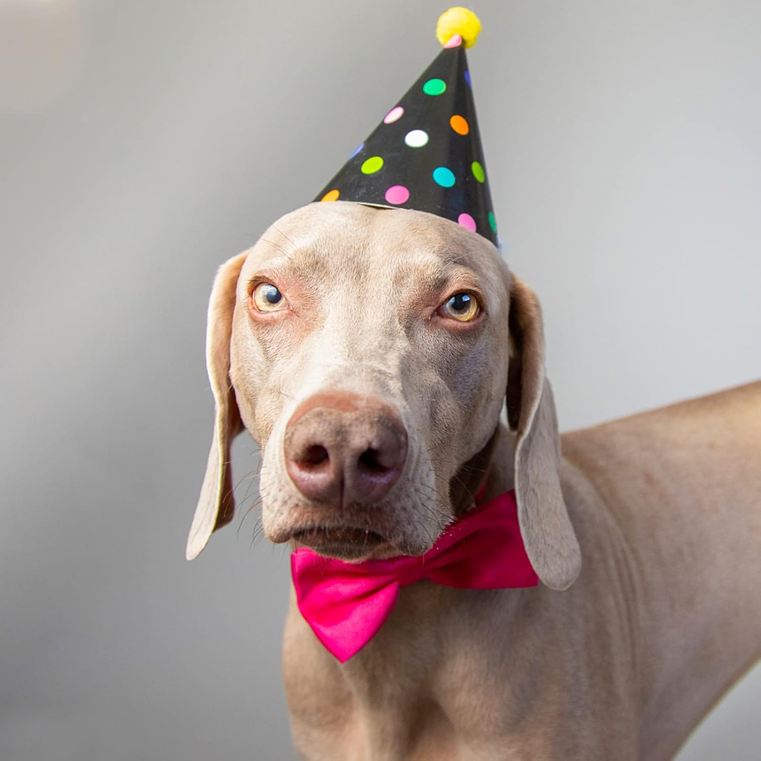 Dog Collar Bowties - 20 PCS Birthday Gift Adjustable Pet Bow Ties for Boys Girls Puppy Cats Photography Grooming Multicolor Bows(Large)