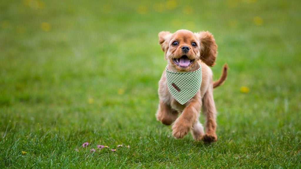 Lionet Paws Dog Bandana for Small Medium Large Dogs, Cat Dogs Kerchief Triangle Bibs Scarf for Girl or Boy