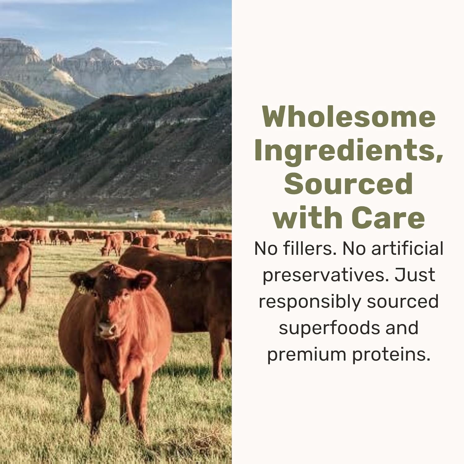 BADLANDS RANCH Superfood Nuggets- Premium, Freeze-Dried raw Dog Food Topper or Treat. Powerful Nutrient-Dense Ingredients. No Artificial additives. Beef Tripe and Kale Formula 8oz - 4pk Bundle