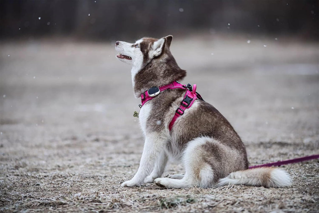 TRUE LOVE Truelove Adjustable No-Pull Dog Harness Reflective Pup Vest Harnesses Comfortable Control Brilliant Colors TLH5651(Fushcia,XS)