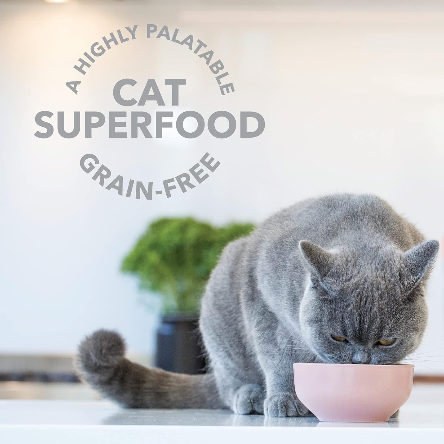 Feline Natural Freeze Dried Lamb Green Tripe Cat Food Supplement - Grain-Free High Protein Natural Topper - 2 Oz Grass Fed Beef Freeze Dried Cat Treats