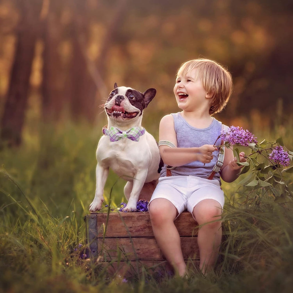 Elegant Plaid Collar With Cute Bow for X-Small Puppy and Cat