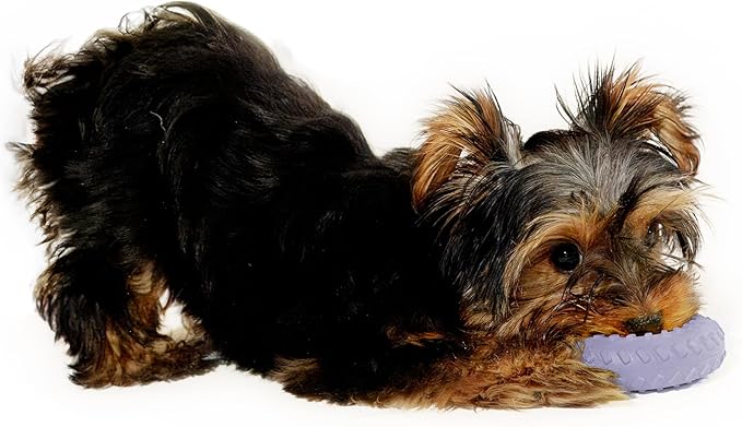 Playology Dog Toys | Dual Layer Ring Durable Chew Toy for Aggressive Chewers | Small Lamb Scented Toy - Easy to Clean and Made from Non Toxic Materials