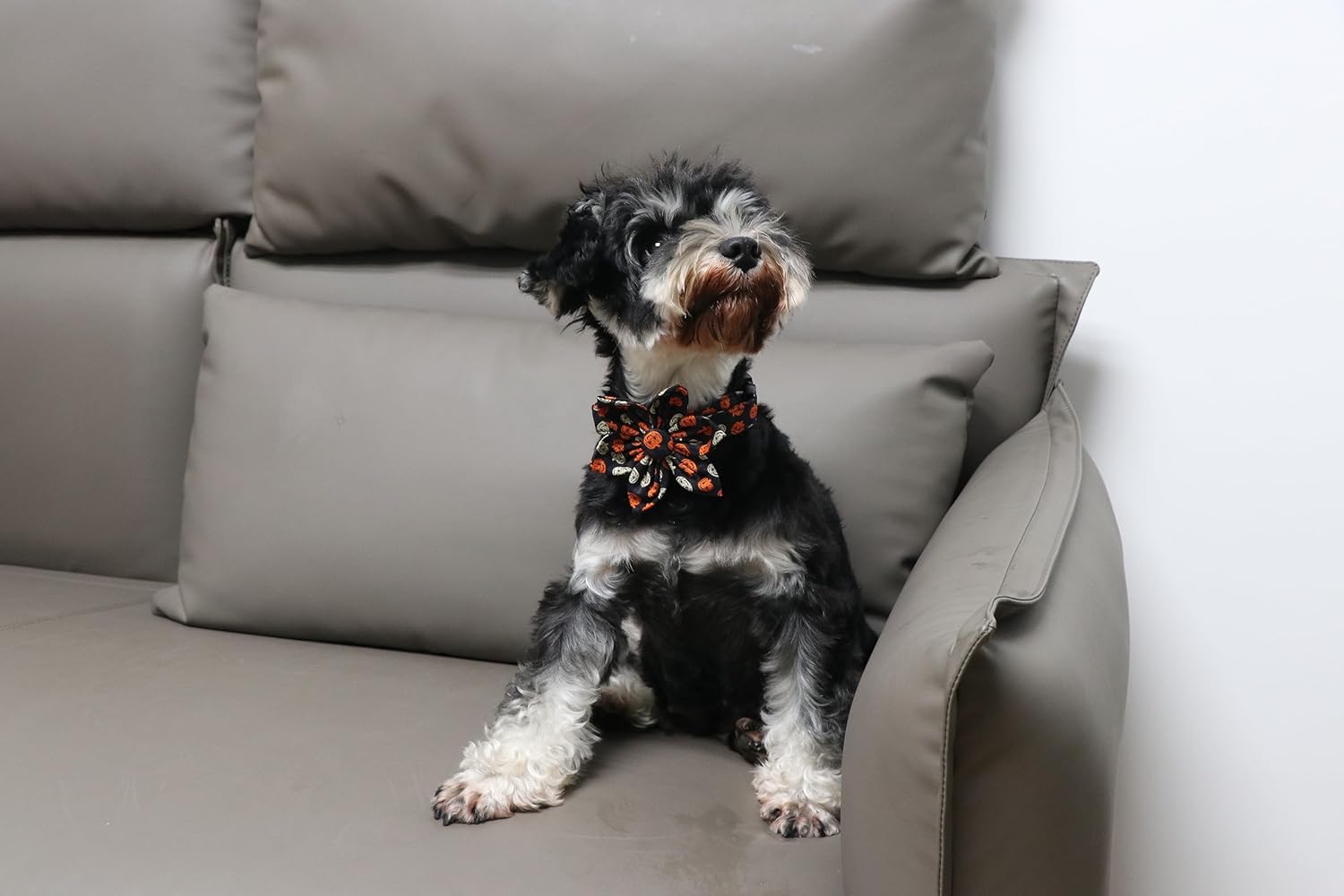 Lionet Paws Dog Collar with Flower - Cute Cotton Adjustable Flower Dog Collar with Metal Buckle for Large Dog Girl Gift, XL, Neck 16-26in