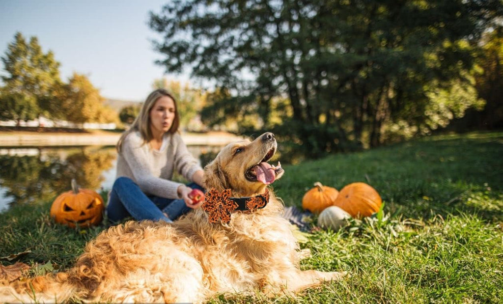 Lionet Paws Dog Collar with Flower - Cute Cotton Adjustable Flower Dog Collar with Metal Buckle for Large Dog Girl Gift, L, Neck 16-24in