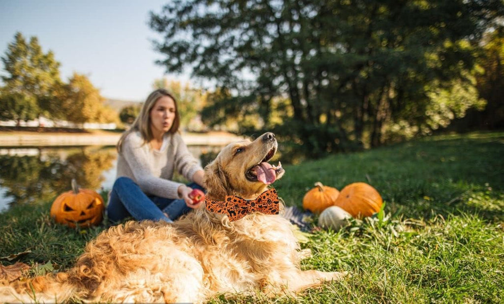 Lionet Paws Halloween Dog Collar with Bowtie - Cute Cotton Adjustable Fall Bowtie Dog Collar with Metal Buckle for Small Medium Large Dog Girl Boy Gift, XXS, Neck 7-11in