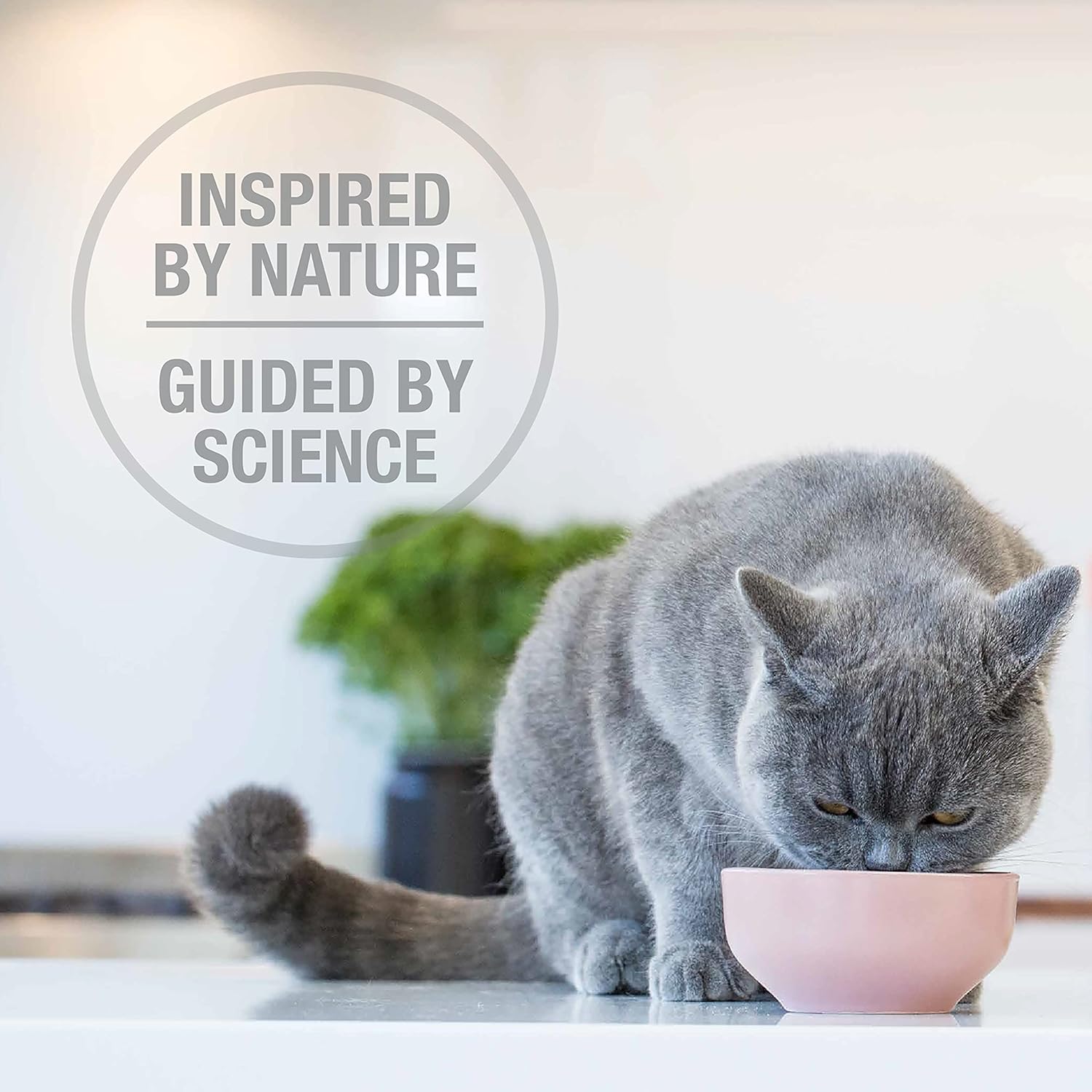 Feline Natural High Protein Dry Cat Food, Freeze-Dried Diet with 98% Meat, Organs & Seafood, No Peas, Grains, or Artificial Additives, Made in New Zealand, Lamb & King Salmon, 3.5oz