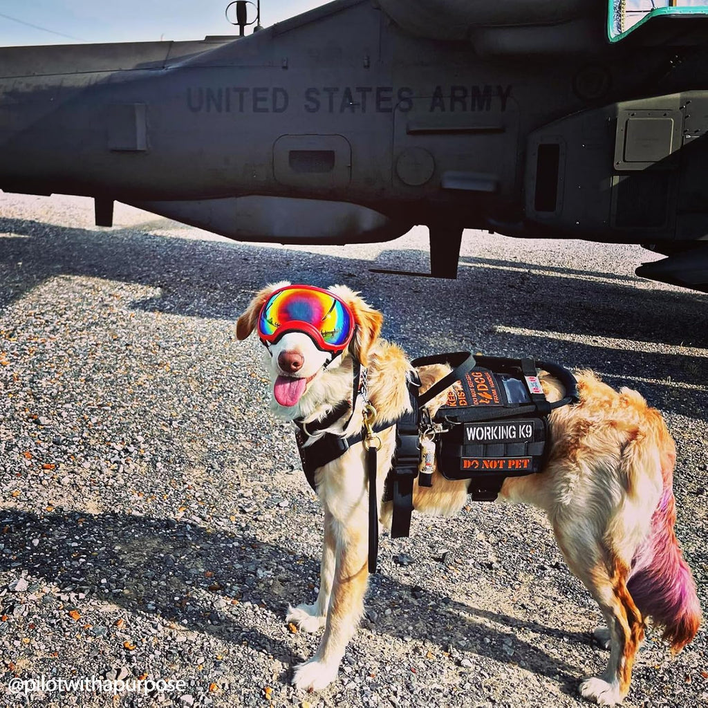 OneTigris Service Dog Vest Harness, Service Dog Cape Guardian Dog Backpack Harness with Pouches Dog Saddle Bag for Small Medium and Large Dogs (Black, M)