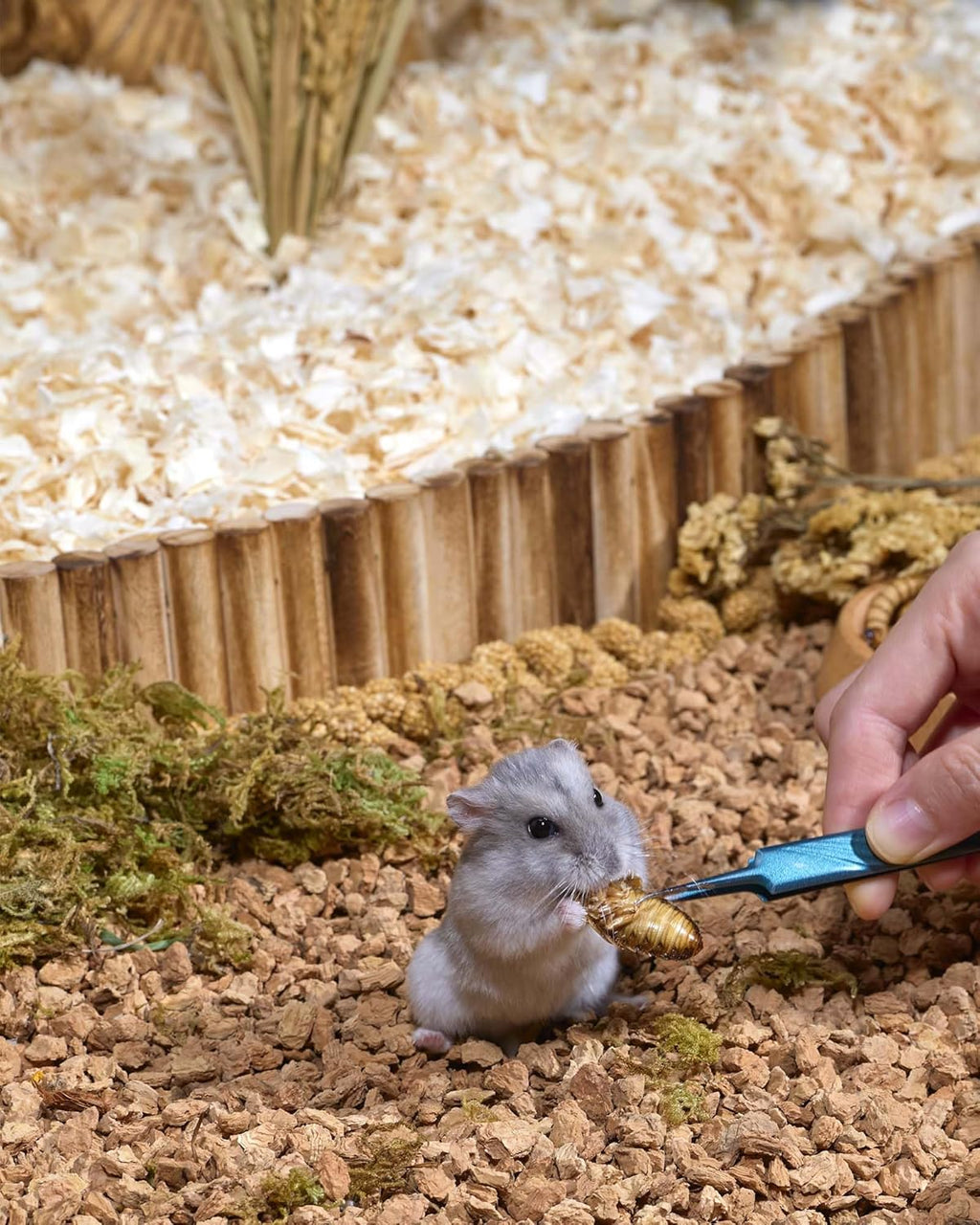 Niteangel Small Animal Snack & Treats - Small Critter Natural Treat for Dwarf Syrian Hamsters Gerbils Mice Sugar Glider Hedgehogs Chickens Birds (Freeze-Dried Dubia)