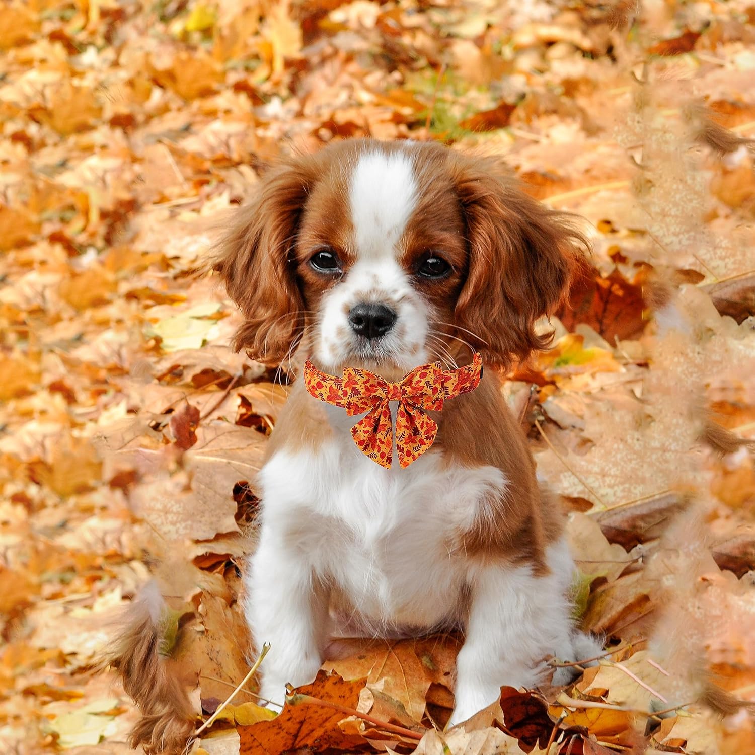 Lionet Paws Dog Collar with Bowtie - Cute Cotton Adjustable Fall Bowtie Dog Collar with Metal Buckle for Small Medium Large Dog Girl Boy Gift, L, Neck 16-24in