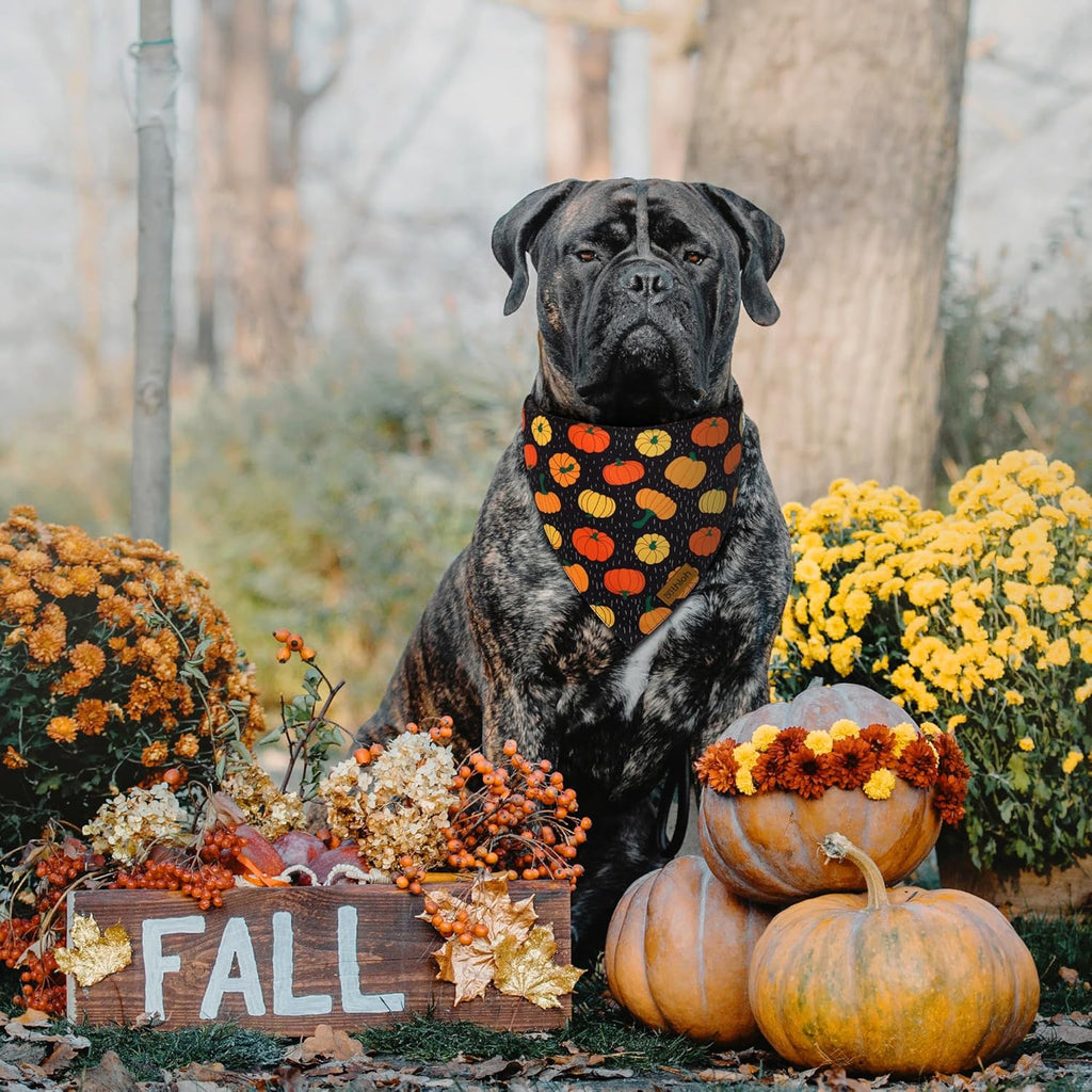 Fall Dog Bandanas - 2 Pack Halloween Thanksgiving Dog Bandana | Reversible Pumpkin and Leaf Pet Scarf for Boy & Girl | Premium Fabric | Holiday Bandana for Large and Extra Large Dogs (X-Large)