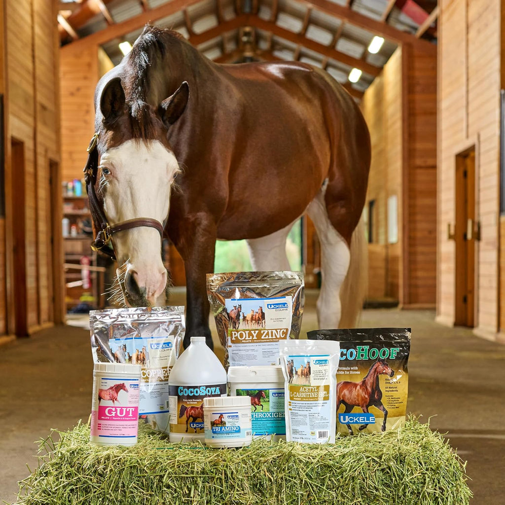 Uckele by SmartEquine EquiBase Grass Pellets | Horse Vitamins & Minerals Supplement, Forage Balancer | Horses in Light to Moderate Work | 30 lb Bag