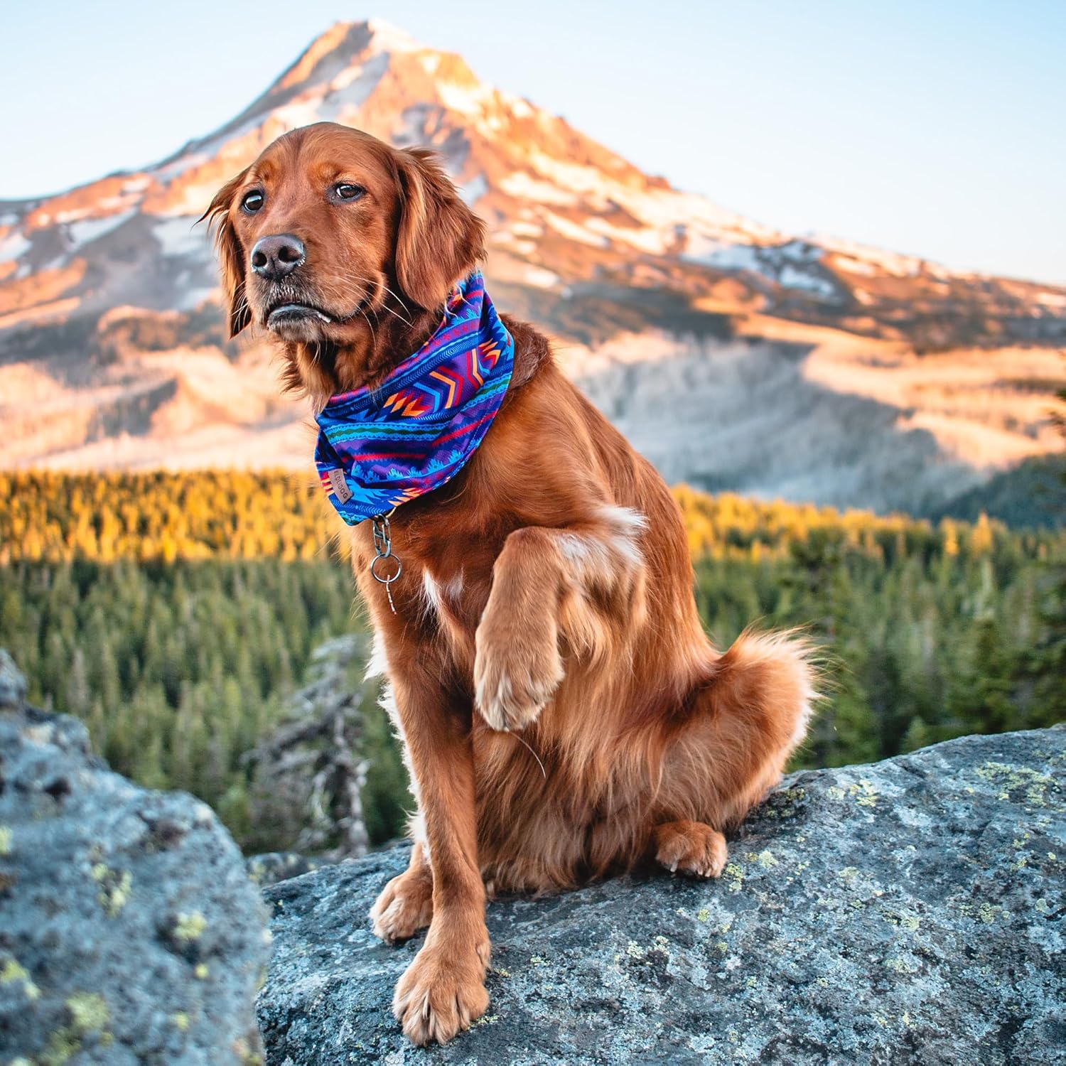 Wilderdog Dog Bandana with Lightweight Quick Drying Poly-Blend Mesh Material in Big Sky